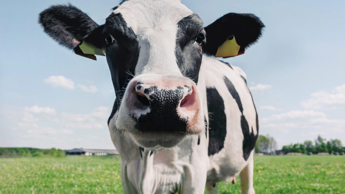 £21 million digital project to decarbonise dairy industry